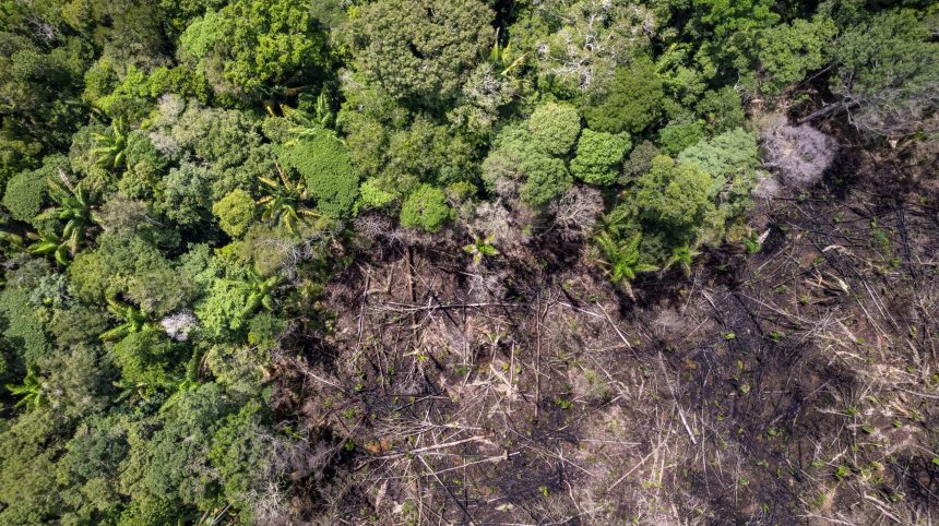 A forest where a large part of the trees are cut down